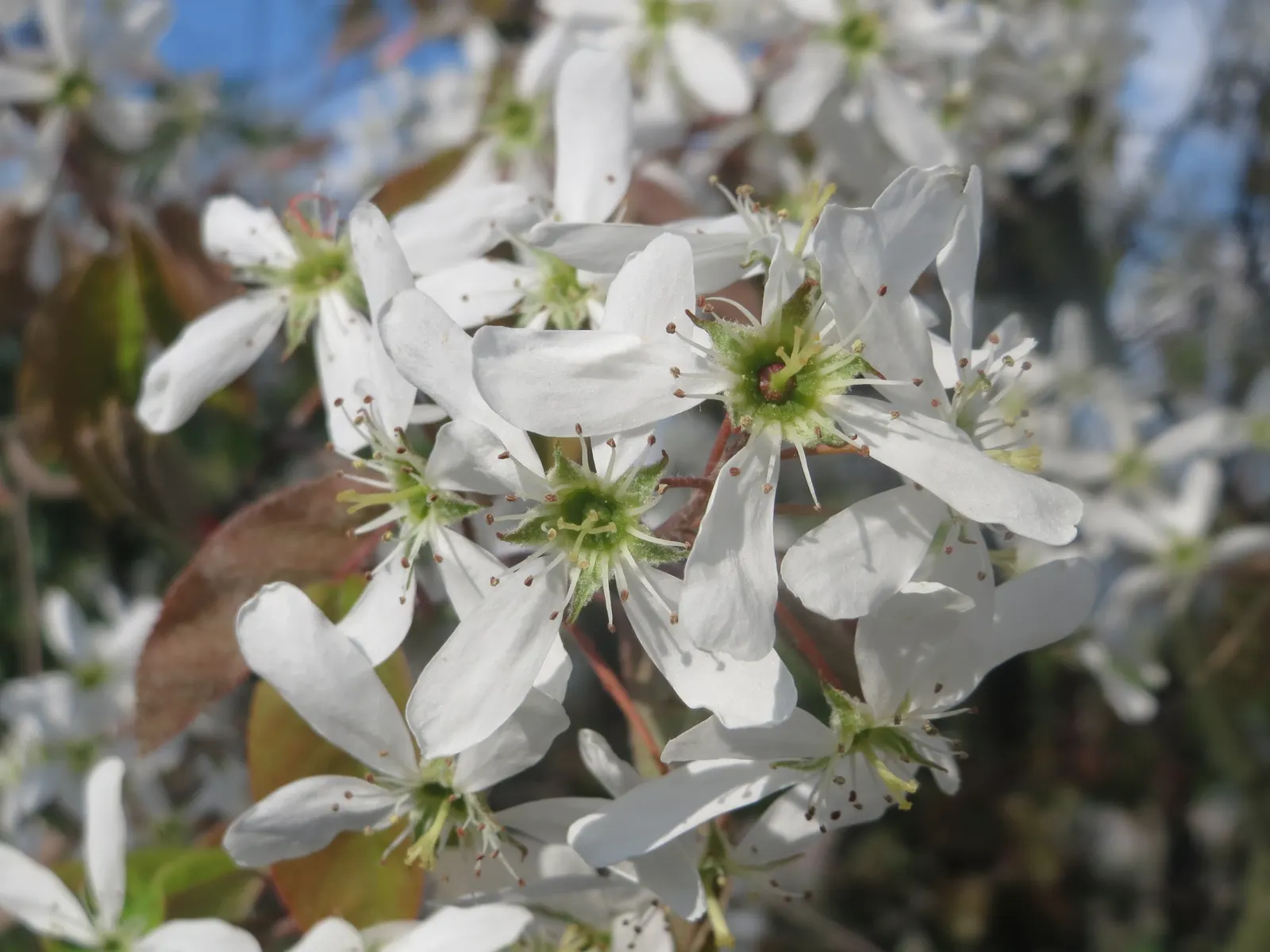 Juneberry (Amelanchier Lamarckii) — Preferring full sun to part shade, it thrives in moist, well-drained soils; juneberry is also suitable for, image 60