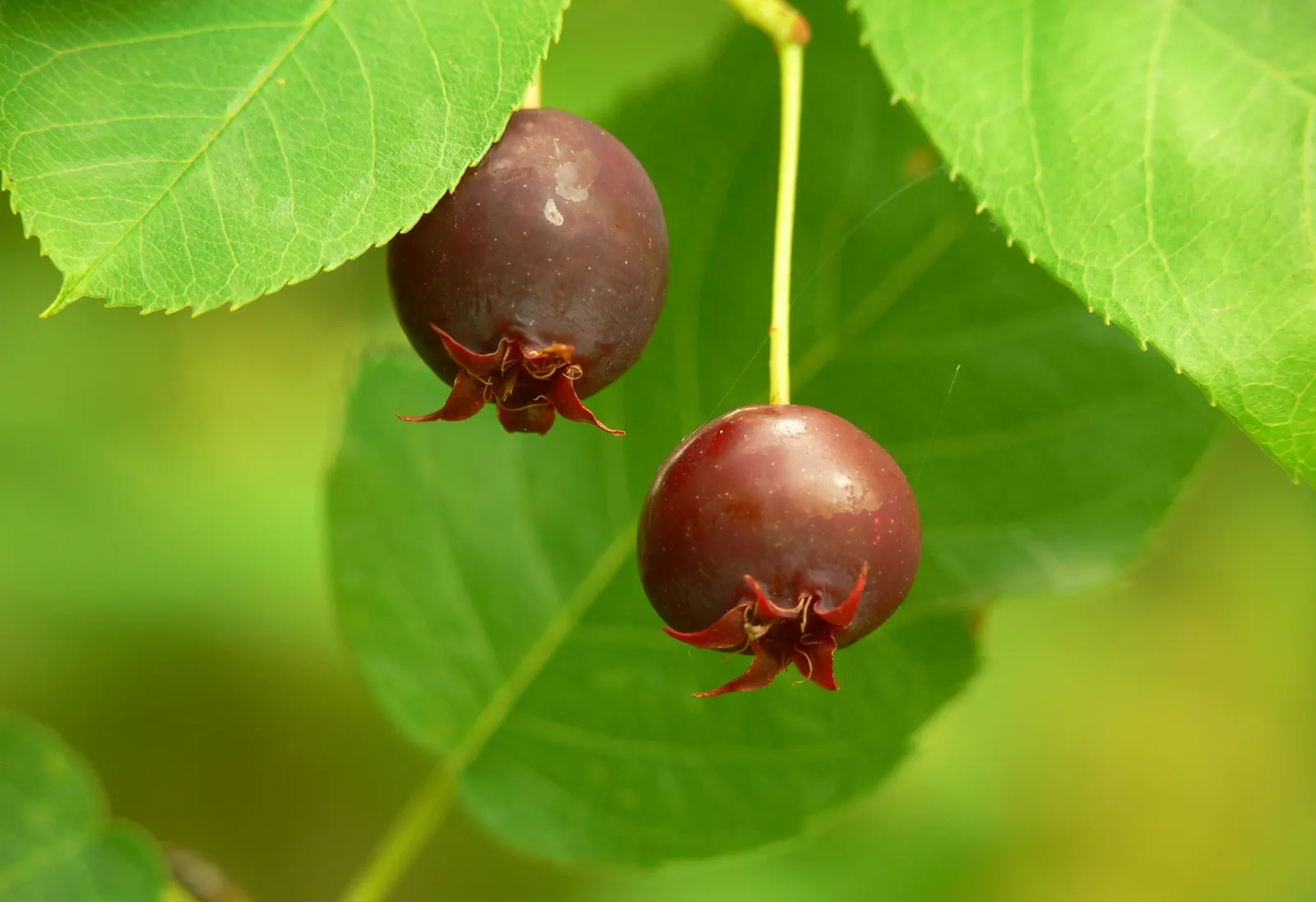 Juneberry (Amelanchier Lamarckii) — medium green as they mature