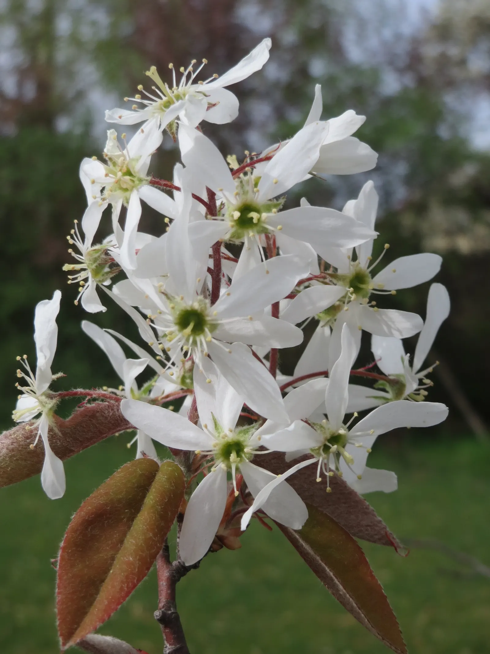 Juneberry (Amelanchier Lamarckii) — graceful shape with a moderate growth rate; adding approximately 12 to 24 inches per year, image 66