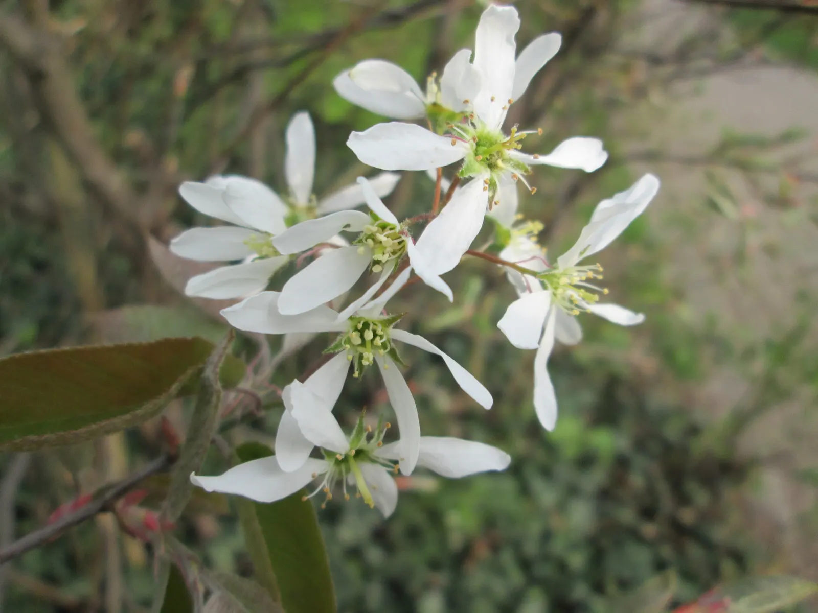 Juneberry (Amelanchier Lamarckii) — scientifically known as Amelanchier lamarckii
