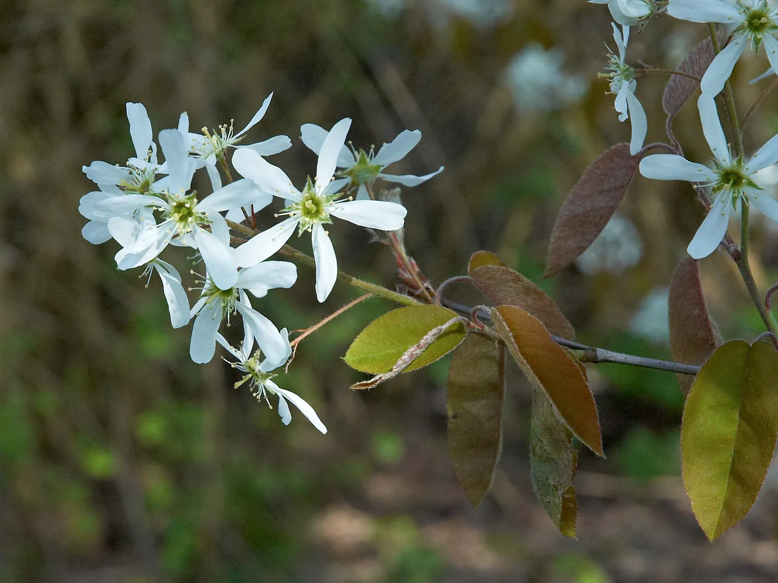 Juneberry (Amelanchier Lamarckii) — Its foliage turns a striking orange-red in fall; the foliage transforms into a striking medley of oranges and, image 59