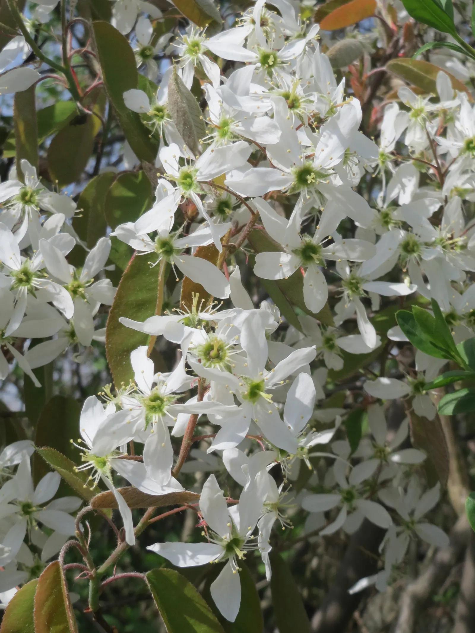 Juneberry (Amelanchier Lamarckii) — slightly acidic to neutral soil