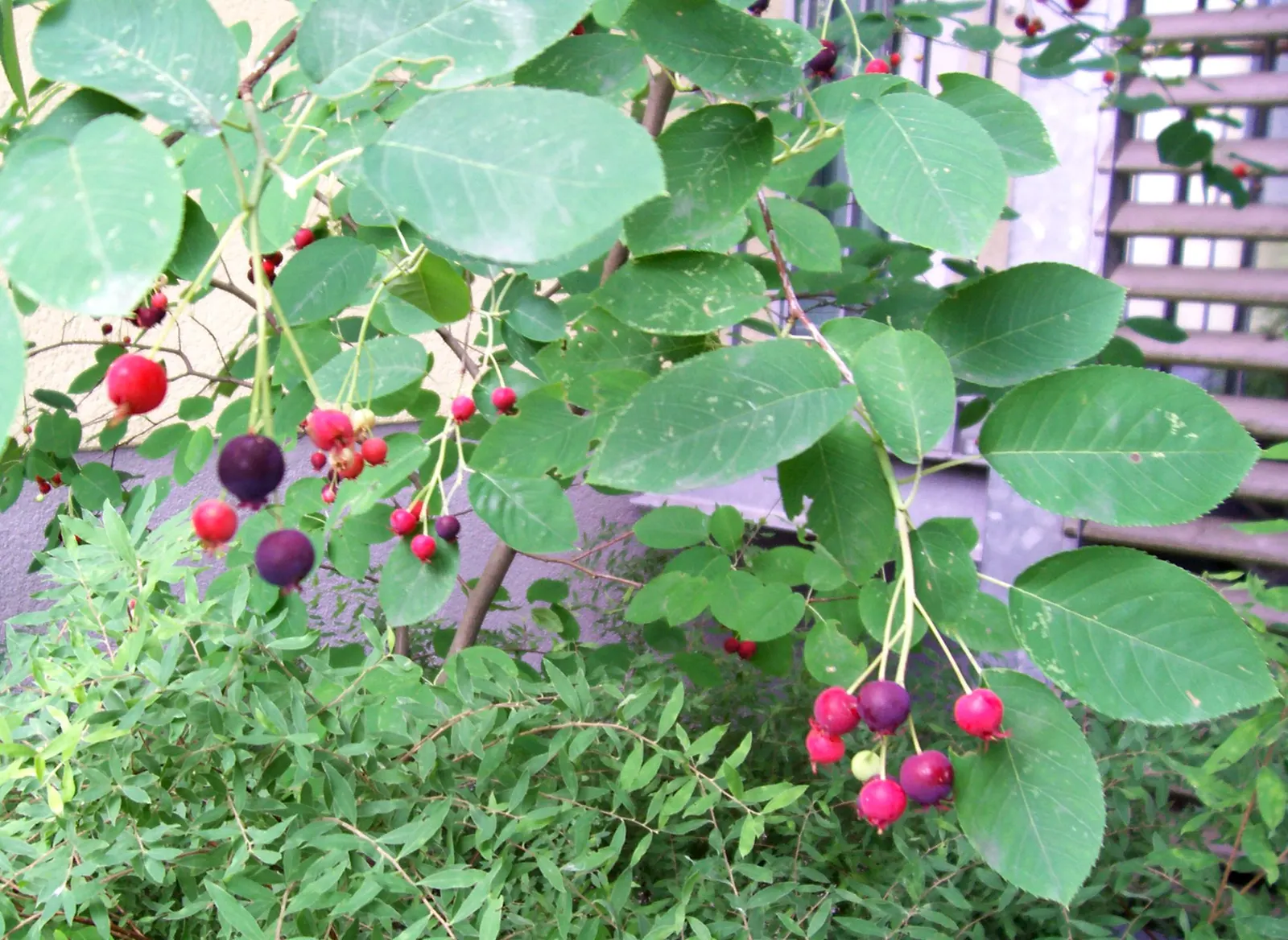 Juneberry (Amelanchier Lamarckii) — medium green as they mature; preferring full sun to part shade, it thrives in moist, well-drained soils