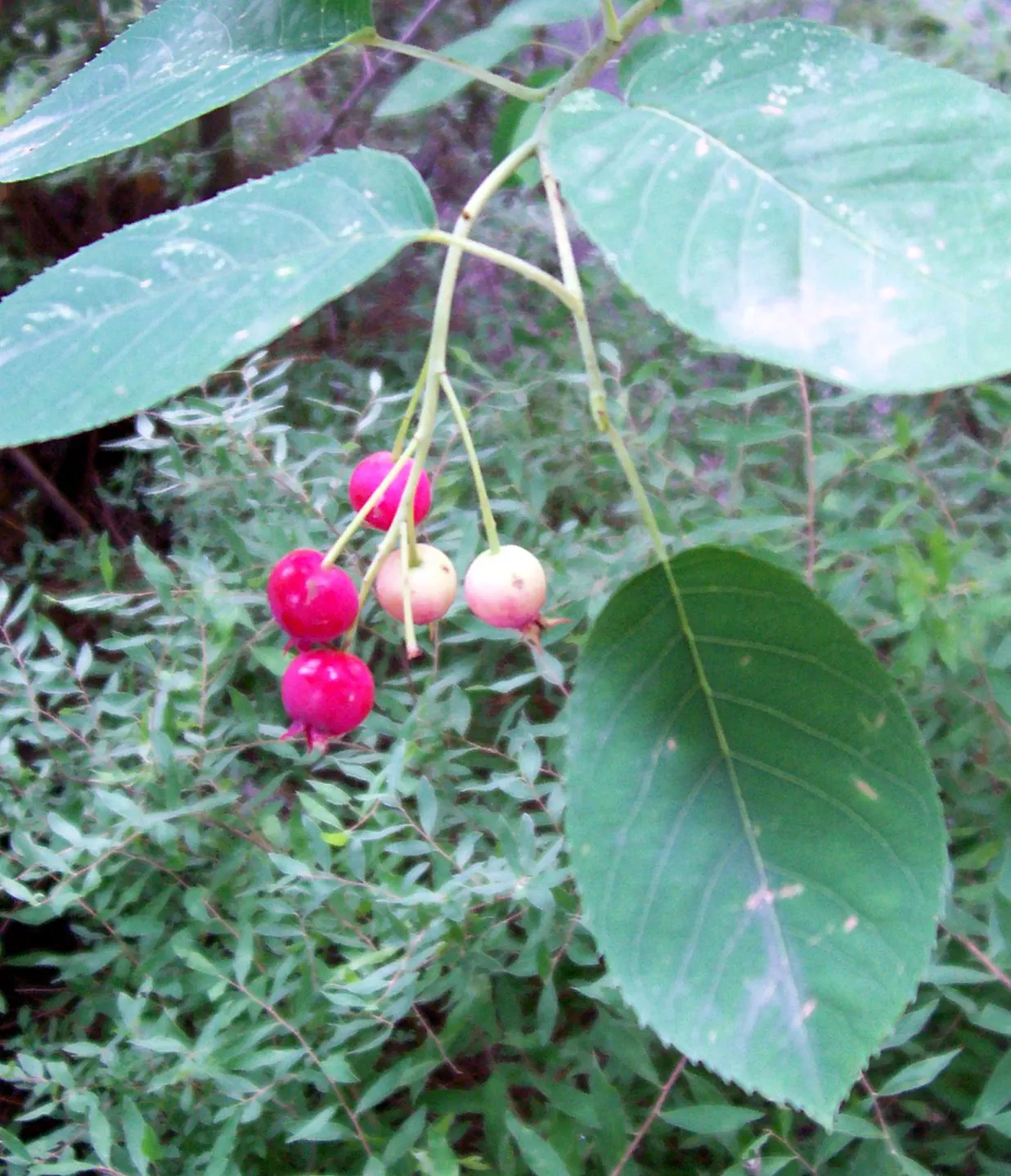Juneberry (Amelanchier Lamarckii) — adding approximately 12 to 24 inches per year; the foliage transforms into a striking medley of oranges and reds, image 67