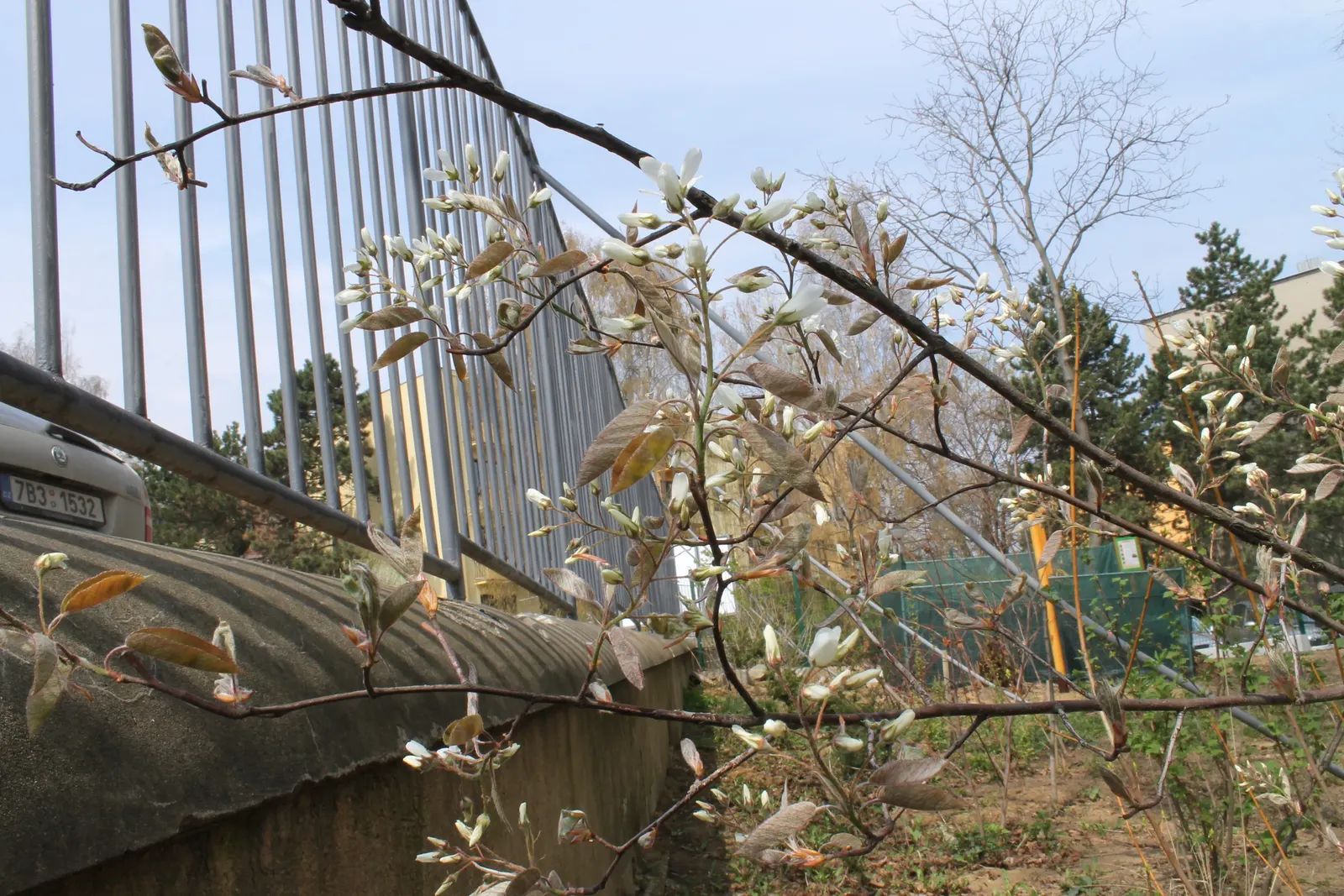 Juneberry (Amelanchier Lamarckii) — It is hardy, relatively maintenance-free, and is tolerant of urban conditions like air pollution; adding, image 106