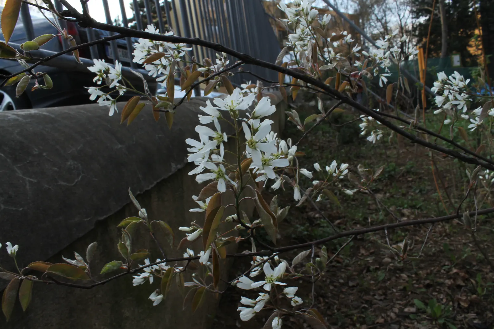 Juneberry (Amelanchier Lamarckii) — making it an excellent choice for diverse landscaping designs