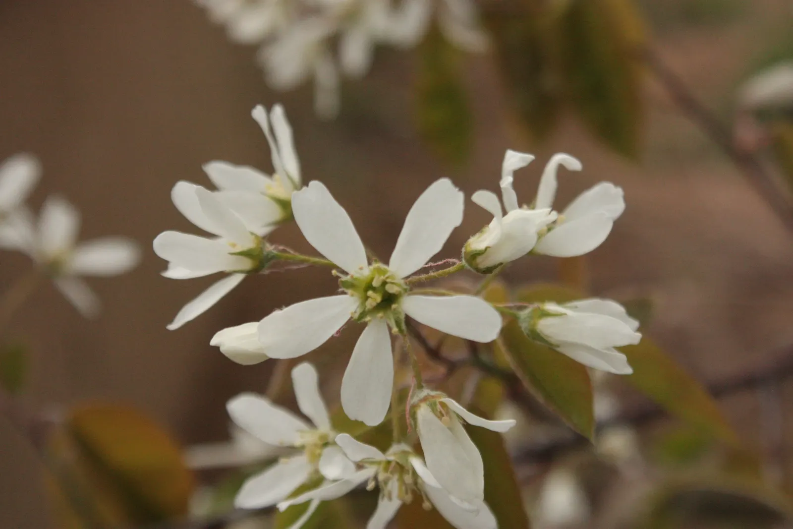 Juneberry (Amelanchier Lamarckii) — medium green as they mature; preferring full sun to part shade, it thrives in moist, well-drained soils, image 97