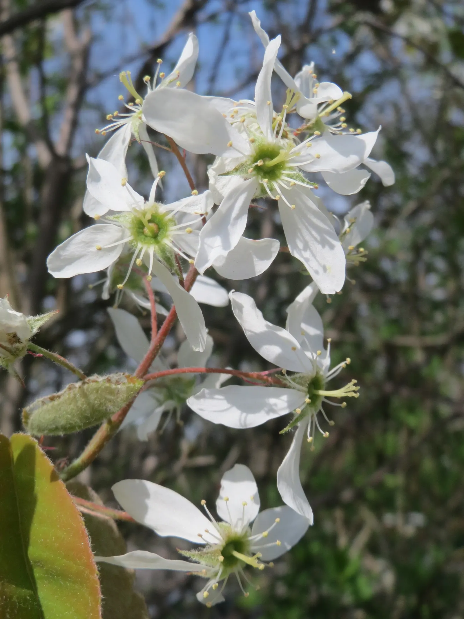 Juneberry (Amelanchier Lamarckii) — the foliage transforms into a striking medley of oranges and reds