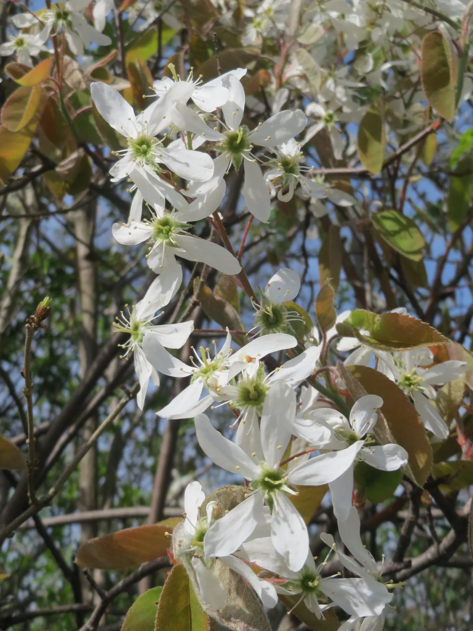 Juneberry (Amelanchier Lamarckii) — It boasts abundant white flowers in spring, followed by edible purple-black berries; adding approximately 12 to, image 58