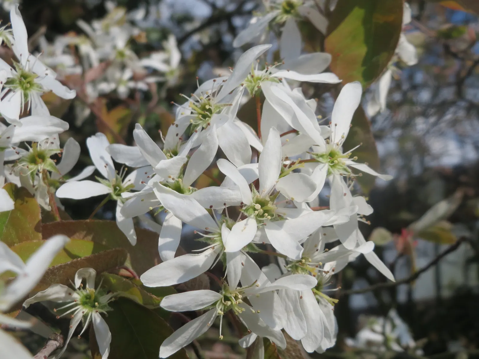 Juneberry (Amelanchier Lamarckii) — slightly acidic to neutral soil; preferring full sun to part shade, it thrives in moist, well-drained soils, image 105