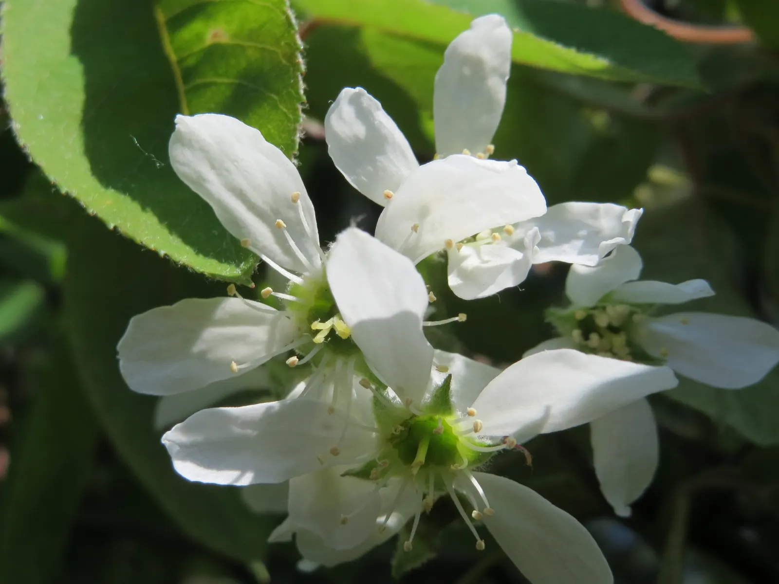 Juneberry (Amelanchier Lamarckii) — This makes it an ideal choice for a variety of landscape designs including woodland gardens; the foliage, image 79
