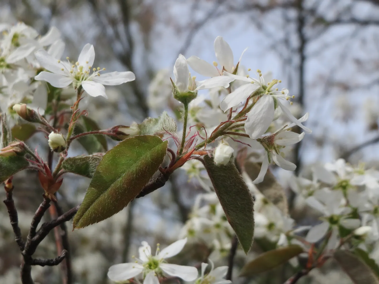 Juneberry (Amelanchier Lamarckii) — Juneberry is also suitable for gardens with limited space due to its modest size and non-invasive root system; preferring