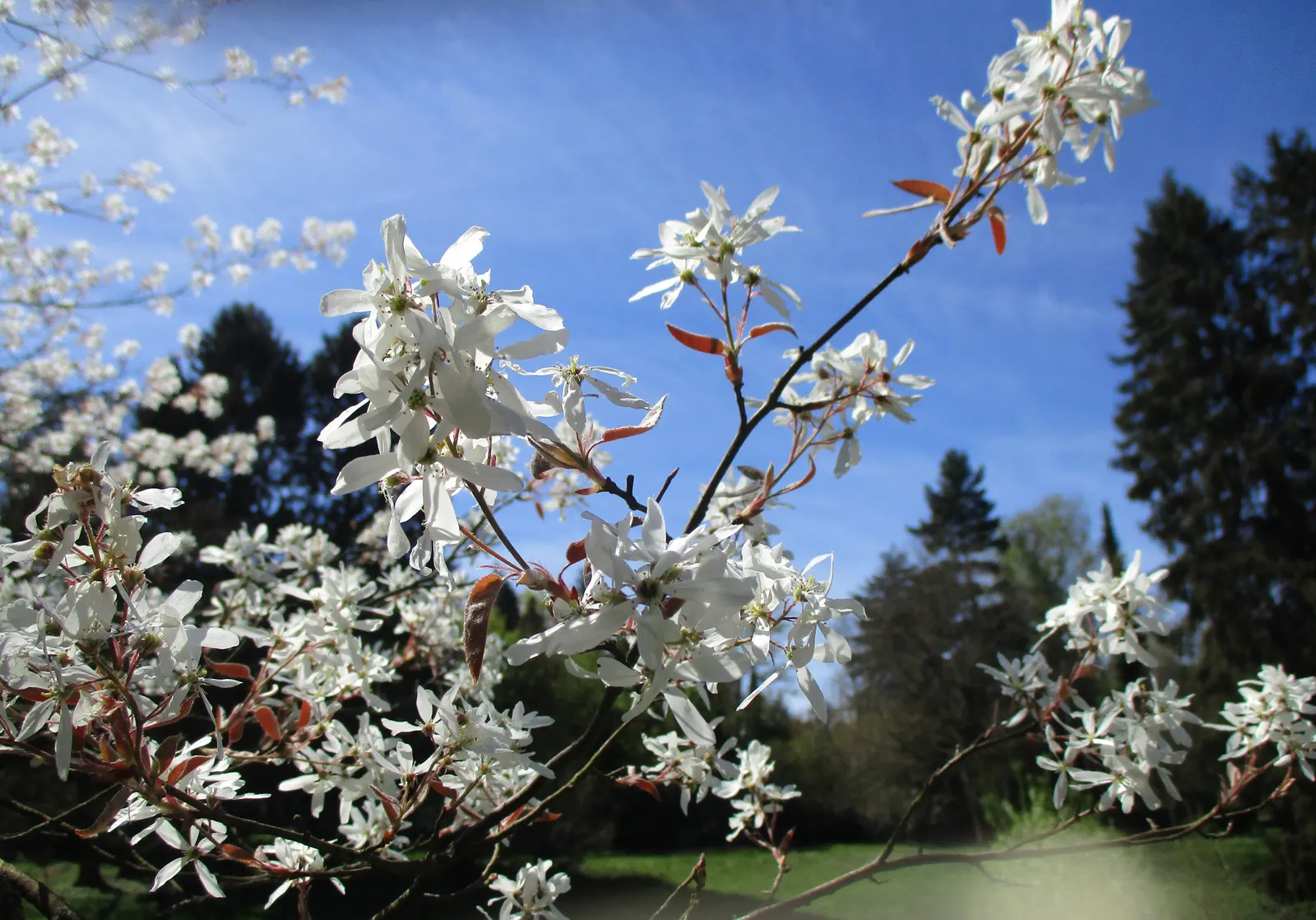 Juneberry (Amelanchier Lamarckii) — adding approximately 12 to 24 inches per year; the foliage transforms into a striking medley of oranges and reds, image 95