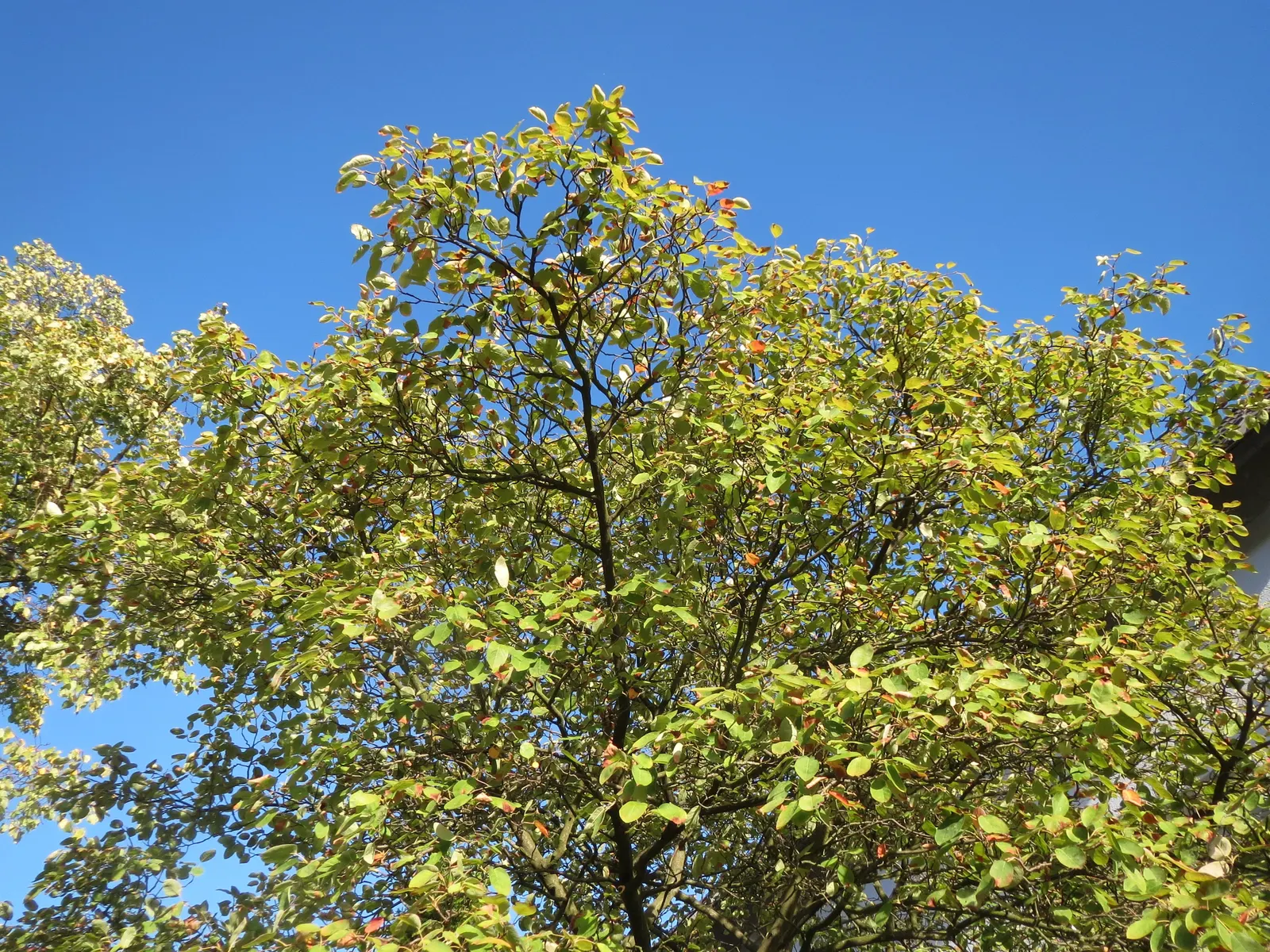 Juneberry (Amelanchier Lamarckii) — white flowers in the garden