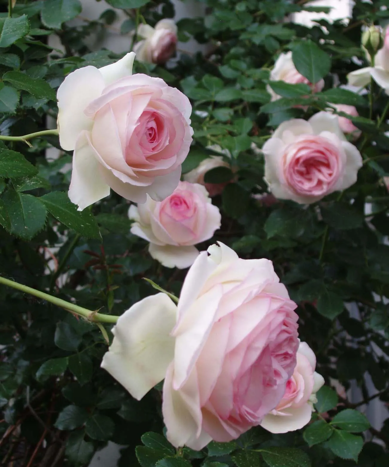 Eden Climbing Rose (Rosa 'Eden Climbing') — flaunts generous petals in pastel blush to creamy tones