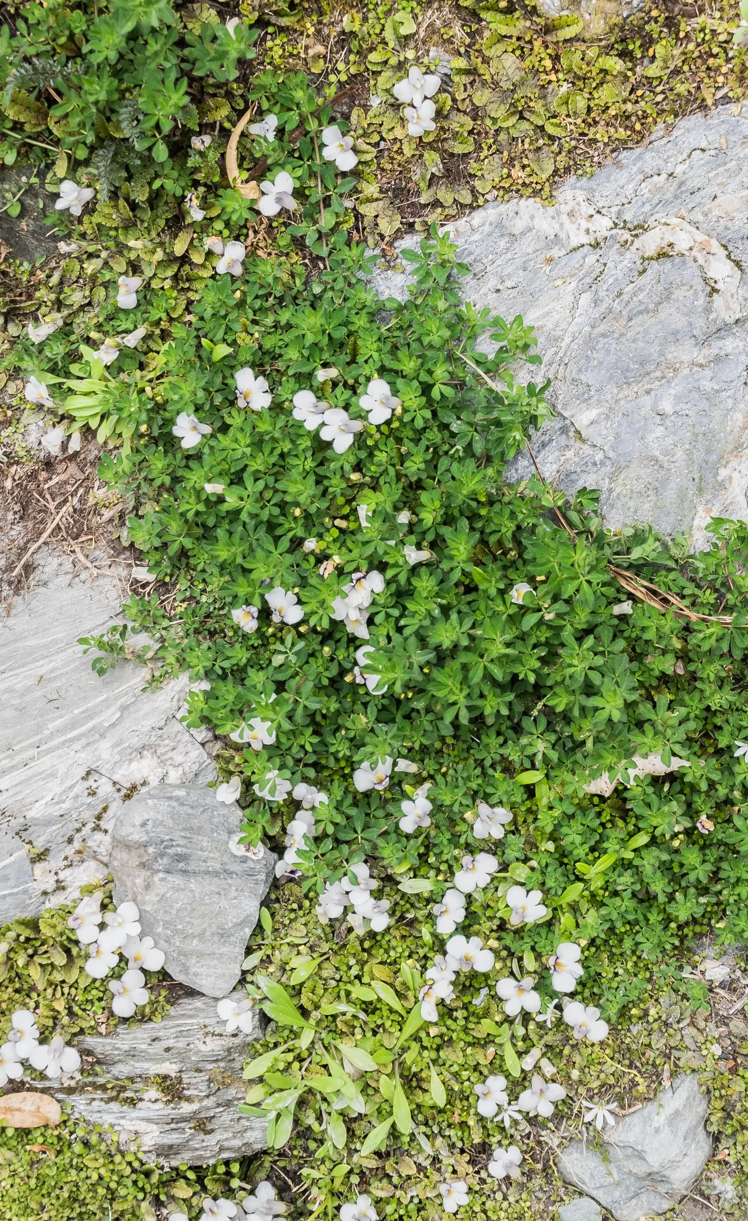 Mazus (Mazus Reptans) — It‚Äôs ideal for filling gaps between stepping stones, given its moderate foot traffic resilience; commonly known as, image 55
