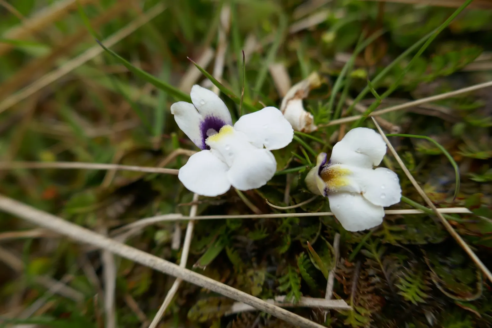 Mazus (Mazus Reptans) — lance-shaped leaves that create a dense; well-draining soil and can flourish in full sun to partial shade, image 60
