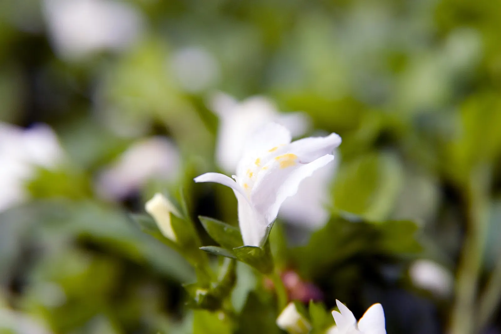 Mazus (Mazus Reptans) — ground cover for half or shade; picturesque scenes in their garden