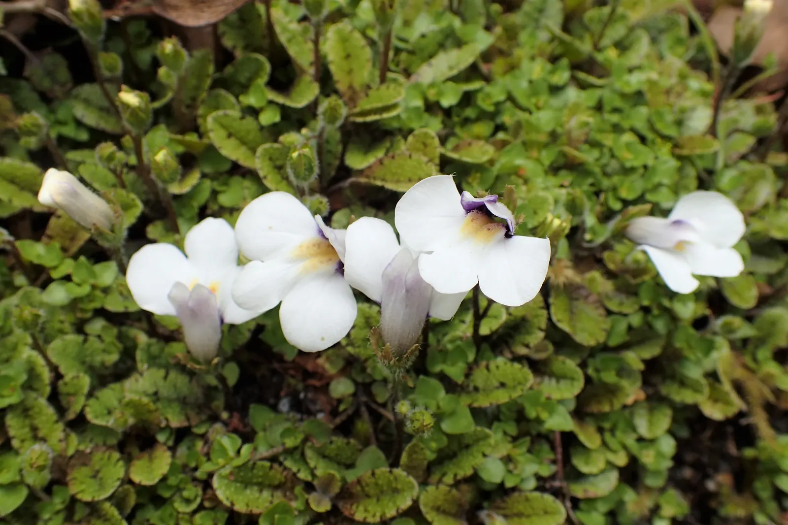Mazus (Mazus Reptans) — its green foliage is adorned with lavender-blue flowers in late spring; this plant tolerates occasional foot traffic