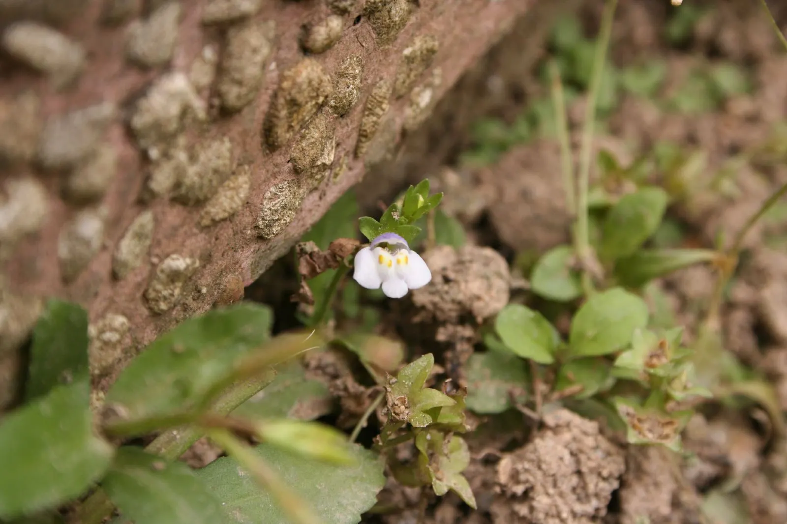 Mazus (Mazus Reptans) — ground cover for half or shade; picturesque scenes in their garden, image 75