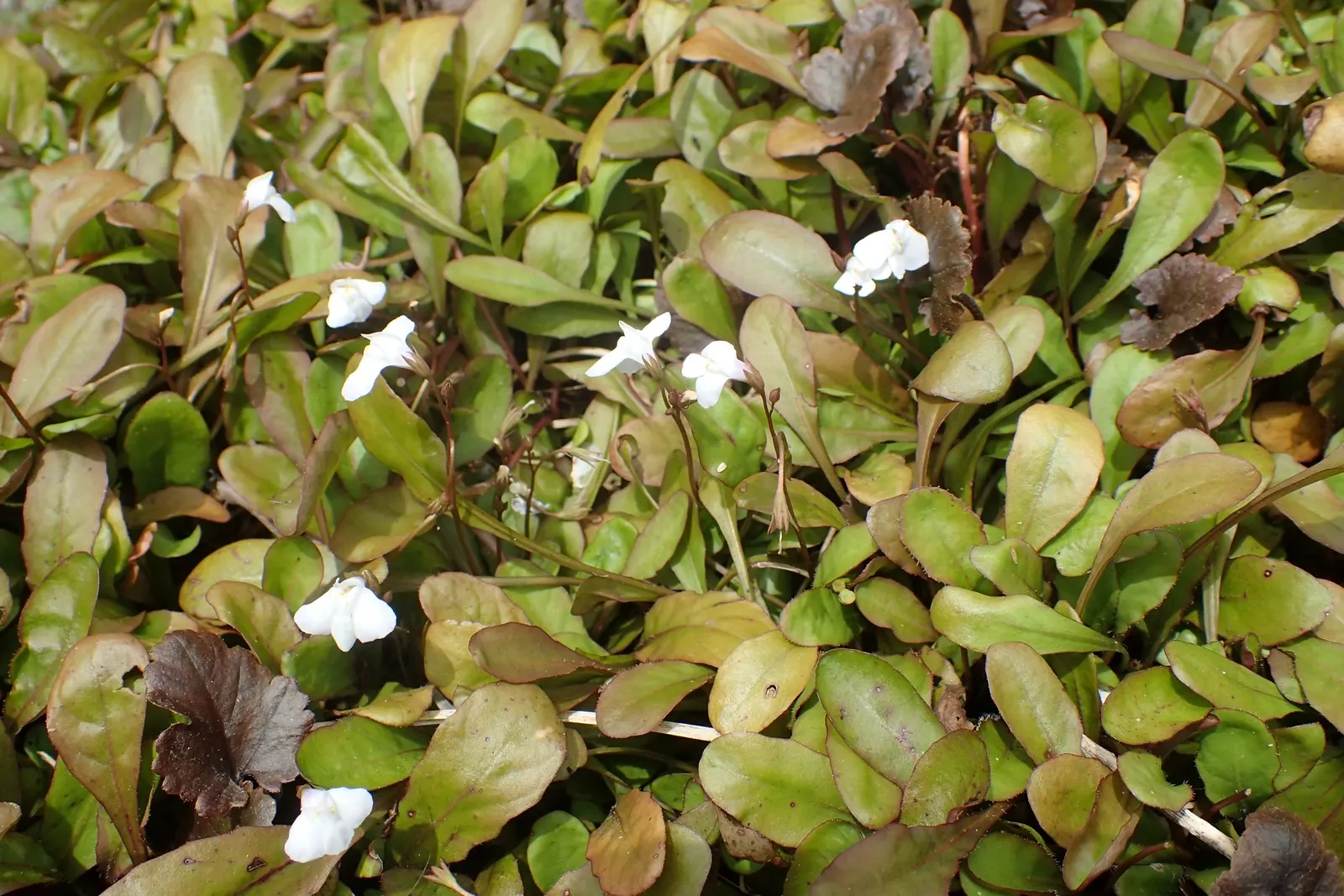 Mazus (Mazus Reptans) — well-draining soil and can flourish in full sun to partial shade; mazus reptans prefers moderately fertile