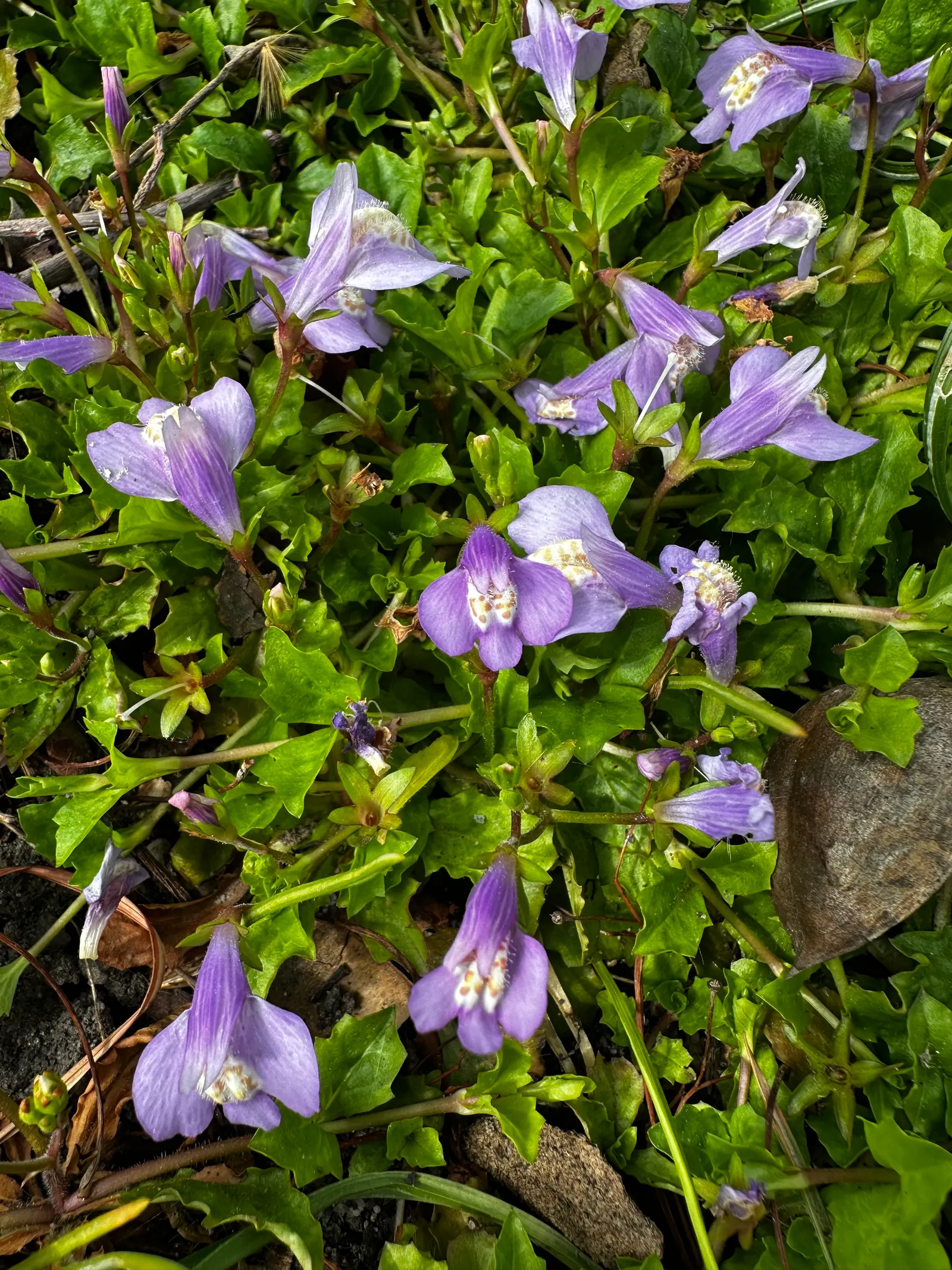 Mazus (Mazus Reptans) — providing a vibrant contrast against the greenery.<br><br>Thriving in USDA zones 5 through 8