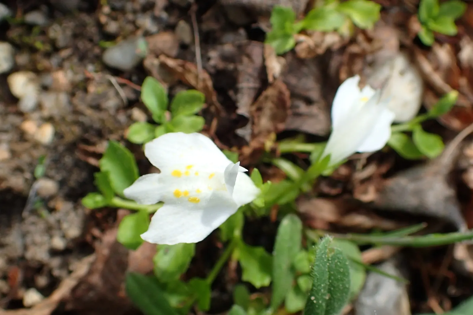 Mazus (Mazus Reptans) — ranging from lavender to blue with intricate spotted markings and a yellow throat; it's relatively maintenance-free once established