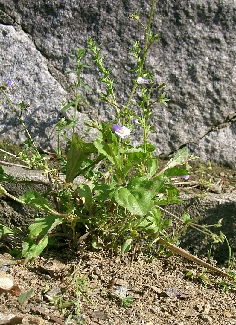 Mazus (Mazus Reptans) — blue and purple flowers in the garden; herbaceous perennial ideal for adding texture and color to your landscape design, image 73