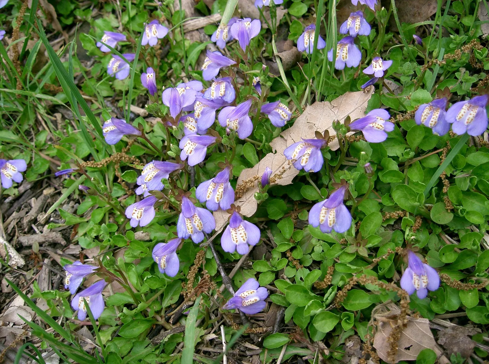 Mazus (Mazus Reptans) — picturesque scenes in their garden