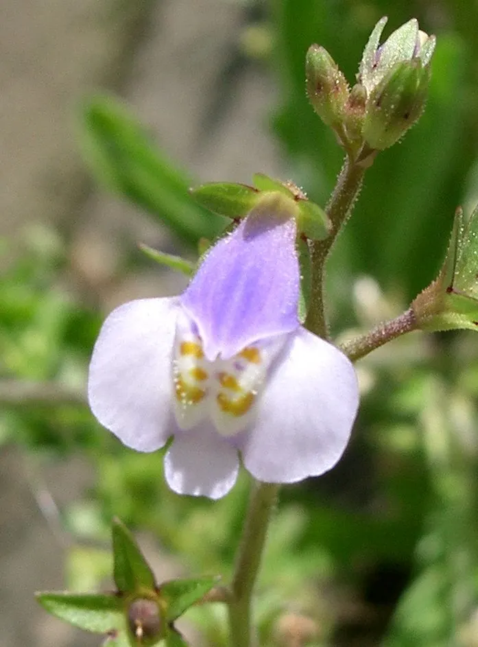 Mazus (Mazus Reptans) — Mazus reptans, commonly known as creeping mazus, is a low-growing perennial, thriving in USDA zones 5-8; this groundcover, image 76