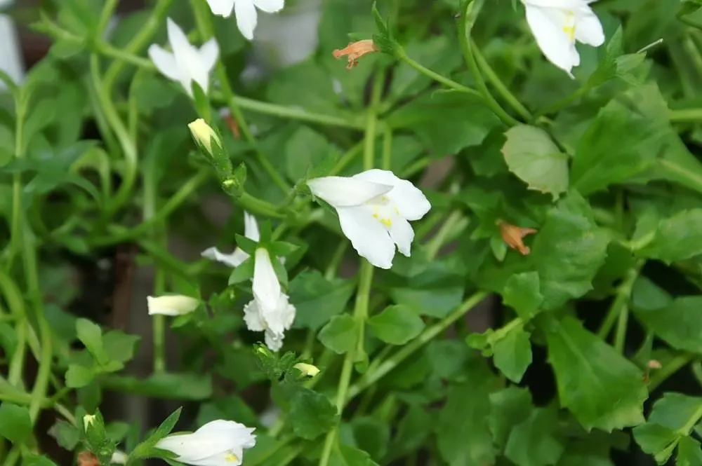 Mazus (Mazus Reptans) — ranging from lavender to blue with intricate spotted markings and a yellow throat