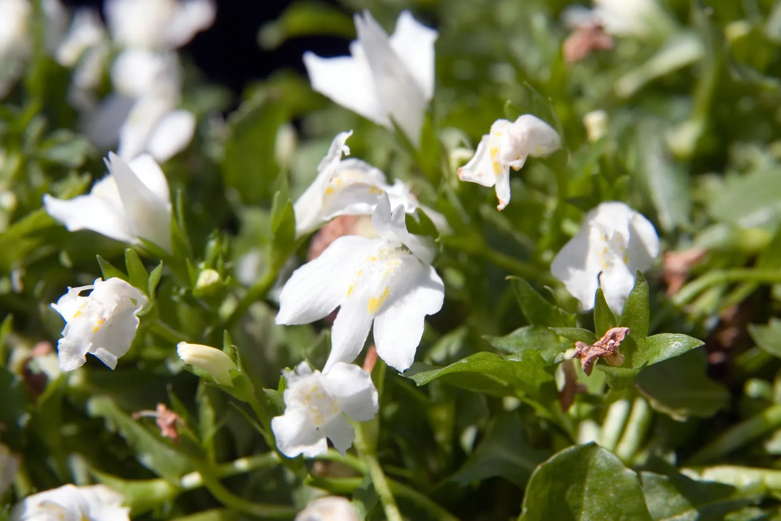 Mazus (Mazus Reptans) — Space plants 12 inches apart for a lush effect; ranging from lavender to blue with intricate spotted markings and a yellow throat