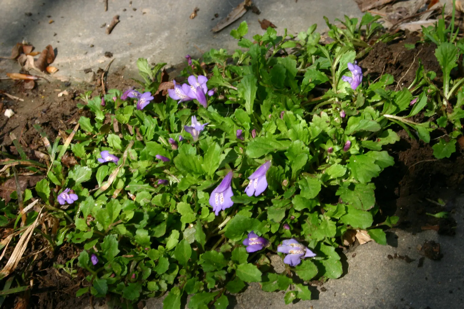 Mazus (Mazus Reptans) — about 1/2 inch in diameter; space plants 12 inches apart for a lush effect