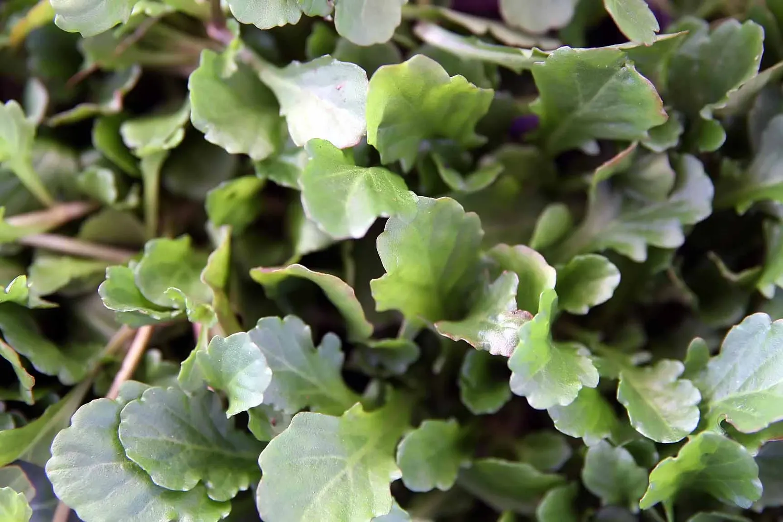 Mazus (Mazus Reptans) — its green foliage is adorned with lavender-blue flowers in late spring; this plant tolerates occasional foot traffic, image 53