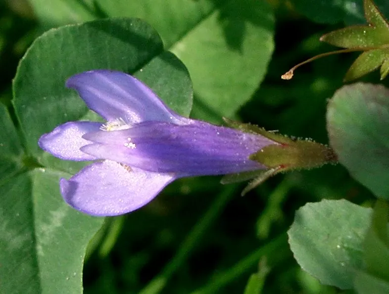 Mazus (Mazus Reptans) — about 1/2 inch in diameter
