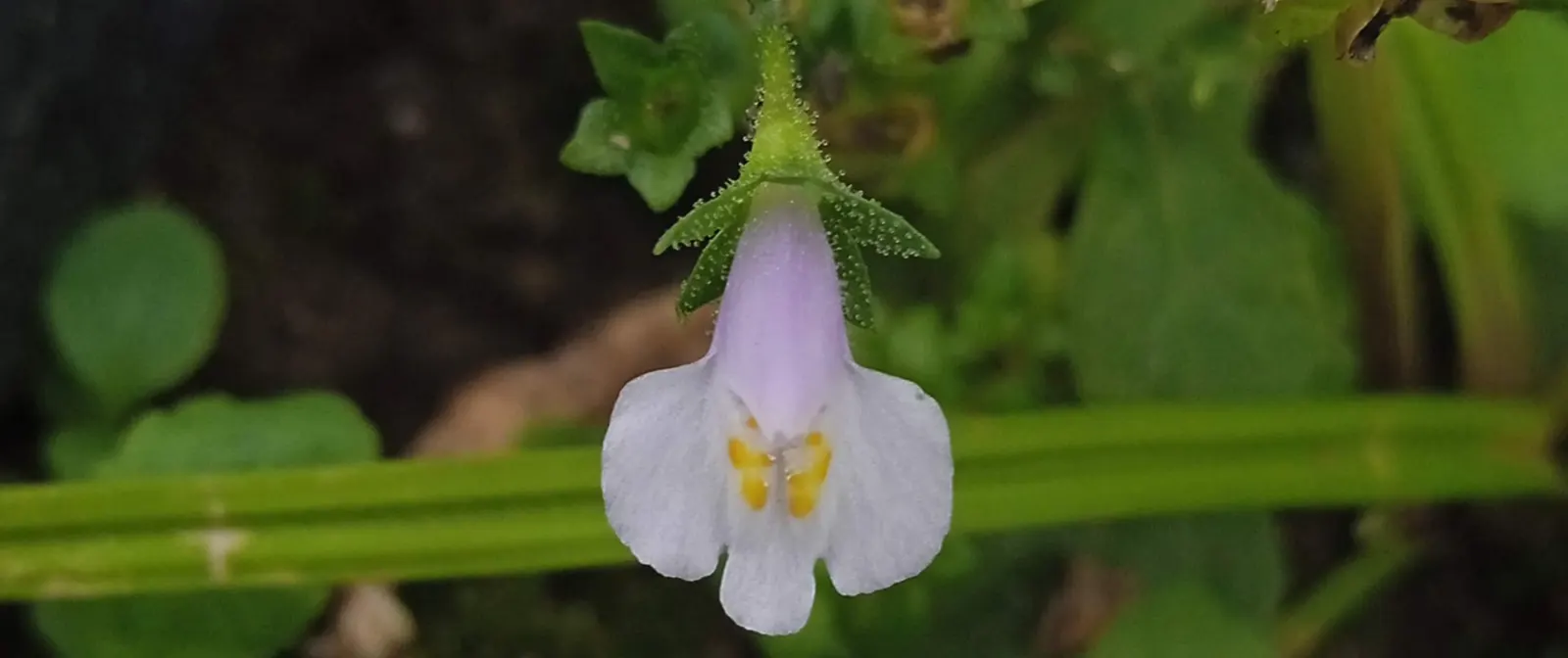 Mazus (Mazus Reptans) — Mazus reptans prefers moderately fertile; this ground cover plant is characterized by its mat-forming habit