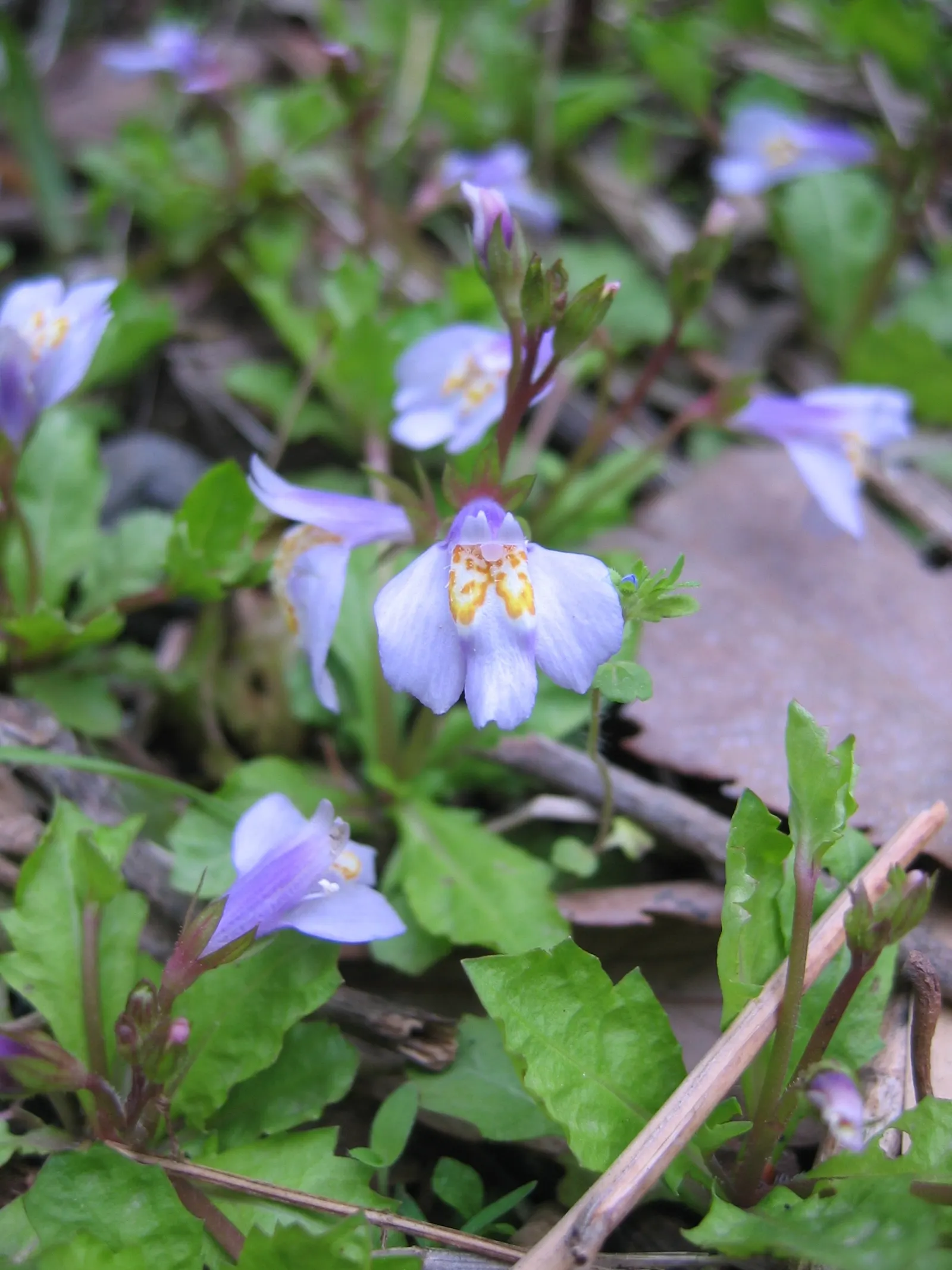 Mazus (Mazus Reptans) — This ground cover plant is characterized by its mat-forming habit; lance-shaped leaves that create a dense, image 59