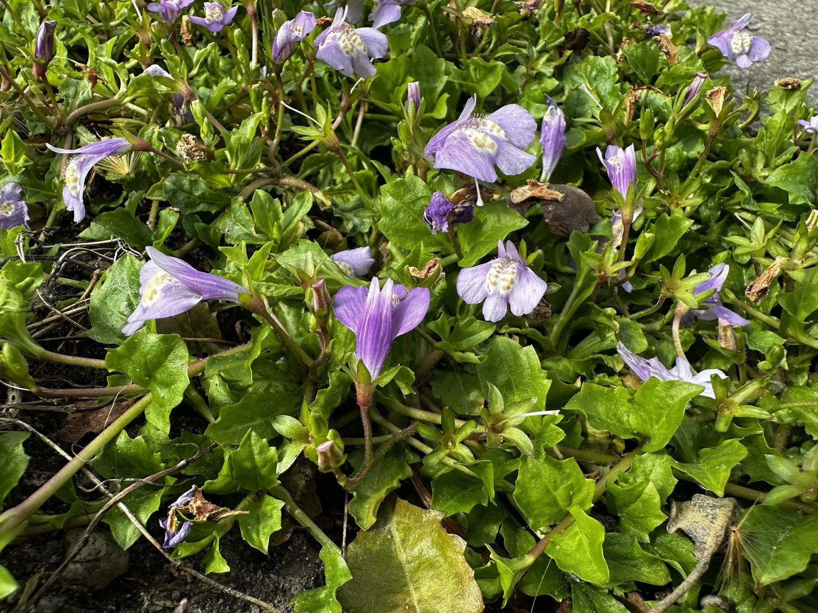 Mazus (Mazus Reptans) — making it an excellent filler between stepping stones or in rock gardens