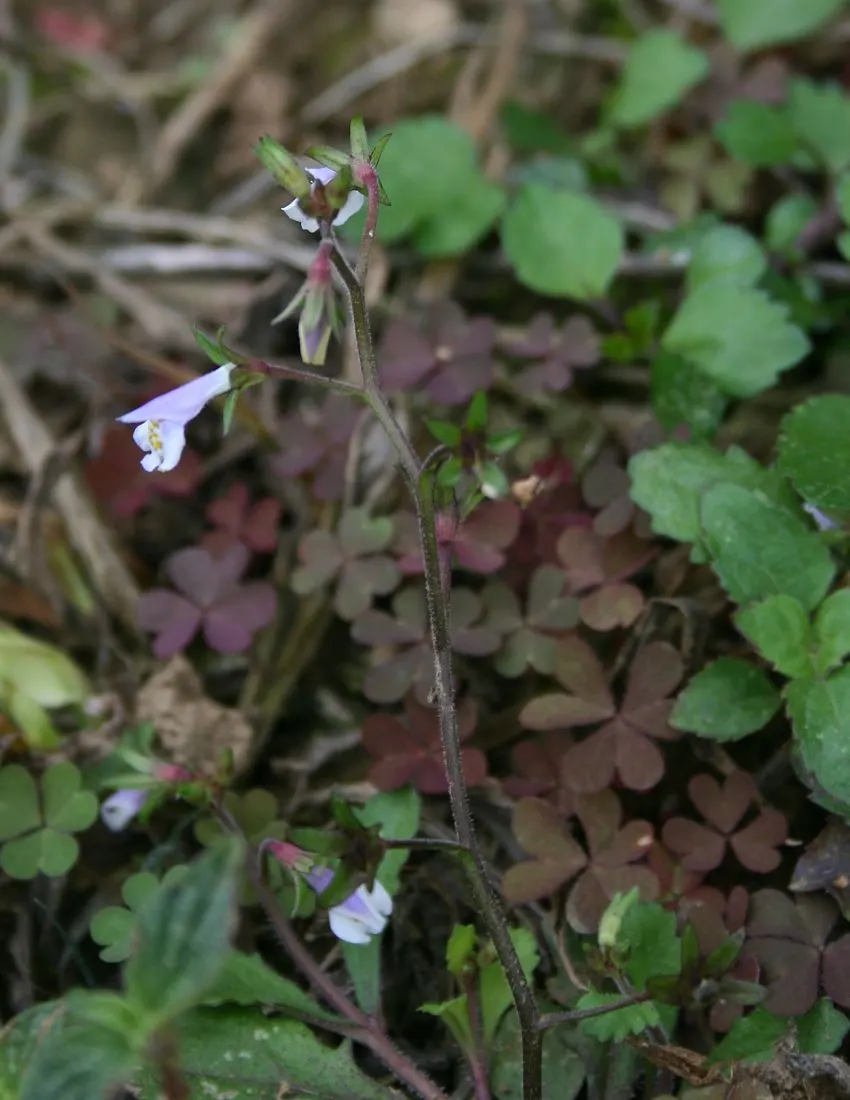 Mazus (Mazus Reptans) — ground cover with blue and purple blooms