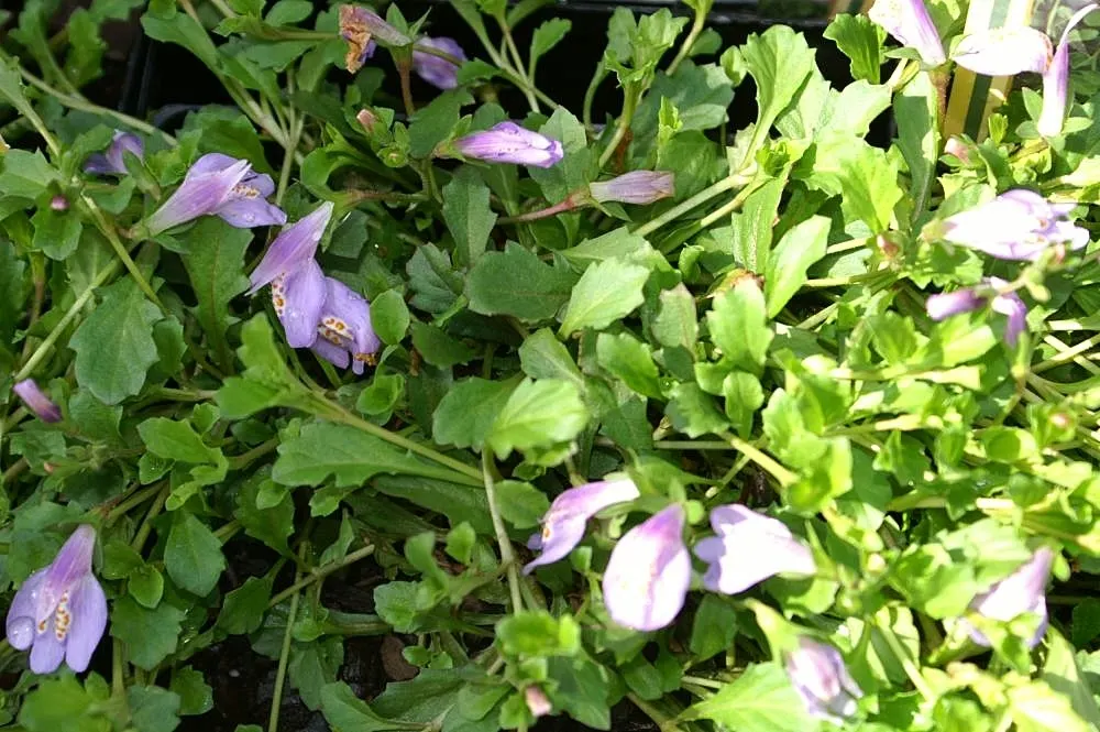Mazus (Mazus Reptans) — well-draining soil and can flourish in full sun to partial shade; mazus reptans prefers moderately fertile, image 67