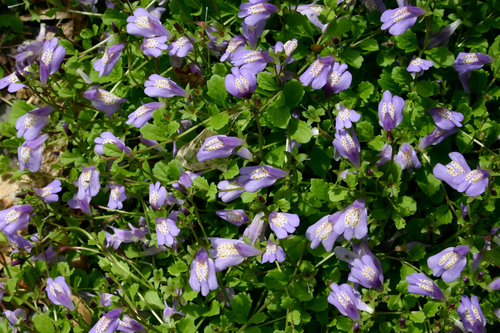 Mazus (Mazus Reptans) — Space plants 12 inches apart for a lush effect; ranging from lavender to blue with intricate spotted markings and a yellow, image 56