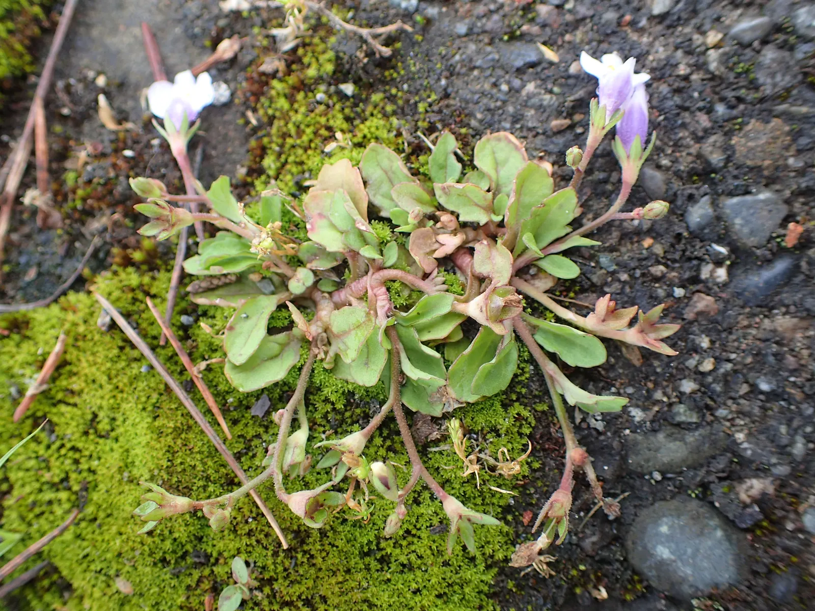 Mazus (Mazus Reptans) — making it an excellent filler between stepping stones or in rock gardens; it‚Äôs ideal for filling gaps between stepping stones, given