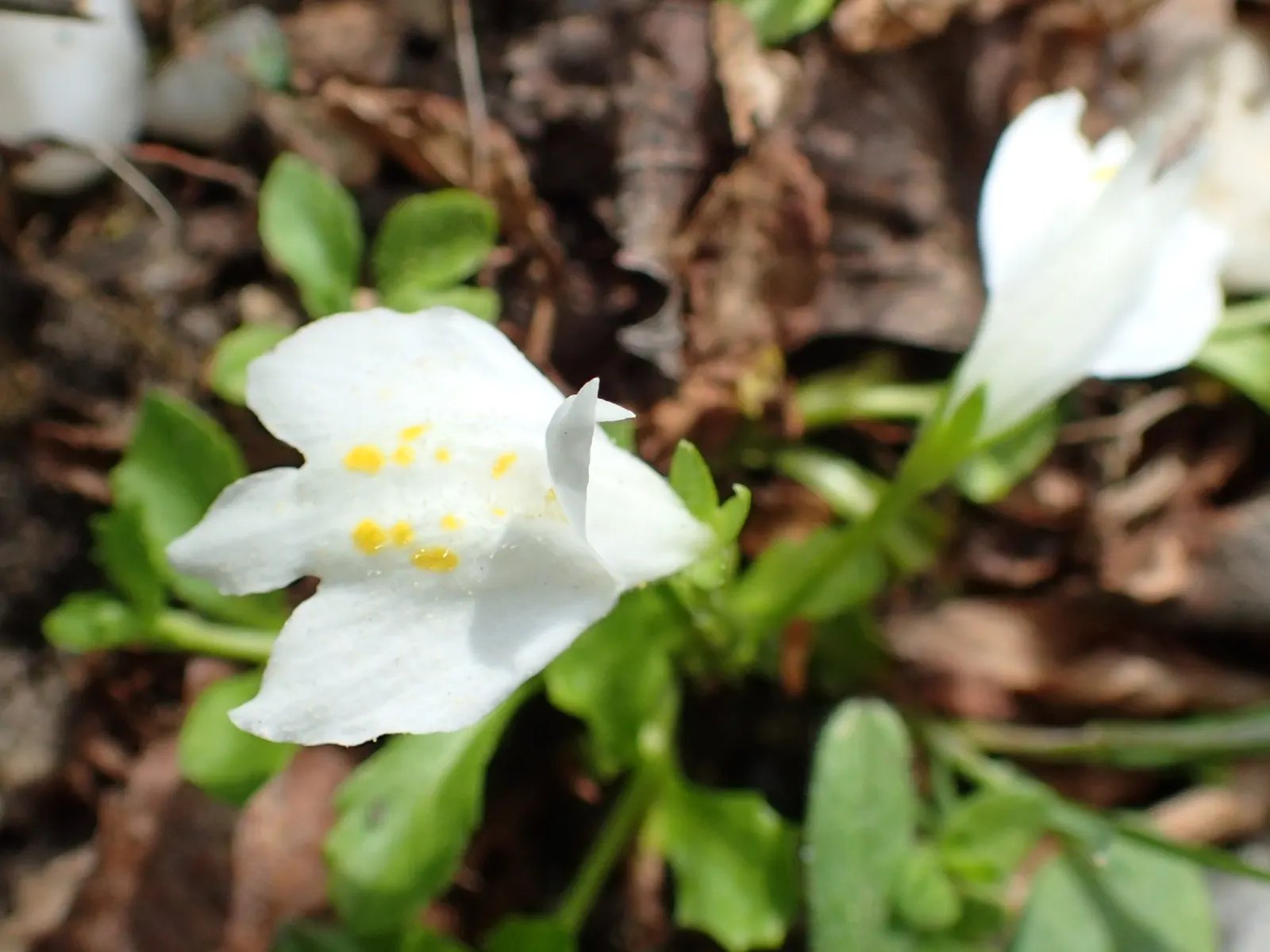 Mazus (Mazus Reptans) — From late spring to early summer; ground cover with blue and purple blooms, image 61