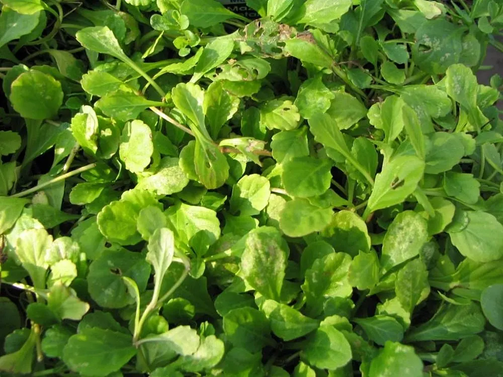 Mazus (Mazus Reptans) — Spreading eagerly to form a dense 2-inch tall mat