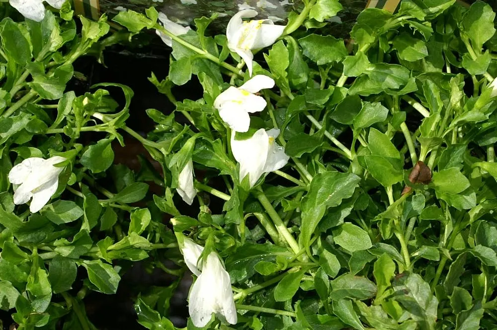 Mazus (Mazus Reptans) — but keep an eye on soil moisture to ensure optimal growth and spread.<br><br>For the client; making it an excellent filler, image 71
