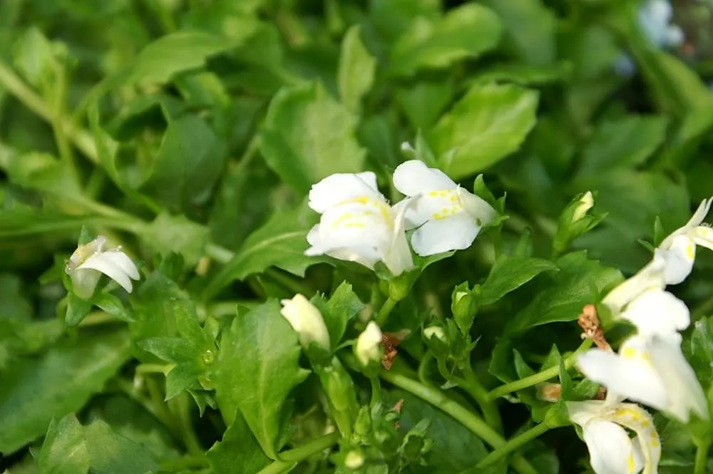 Mazus (Mazus Reptans) — ranging from lavender to blue with intricate spotted markings and a yellow throat; it's relatively maintenance-free once, image 64