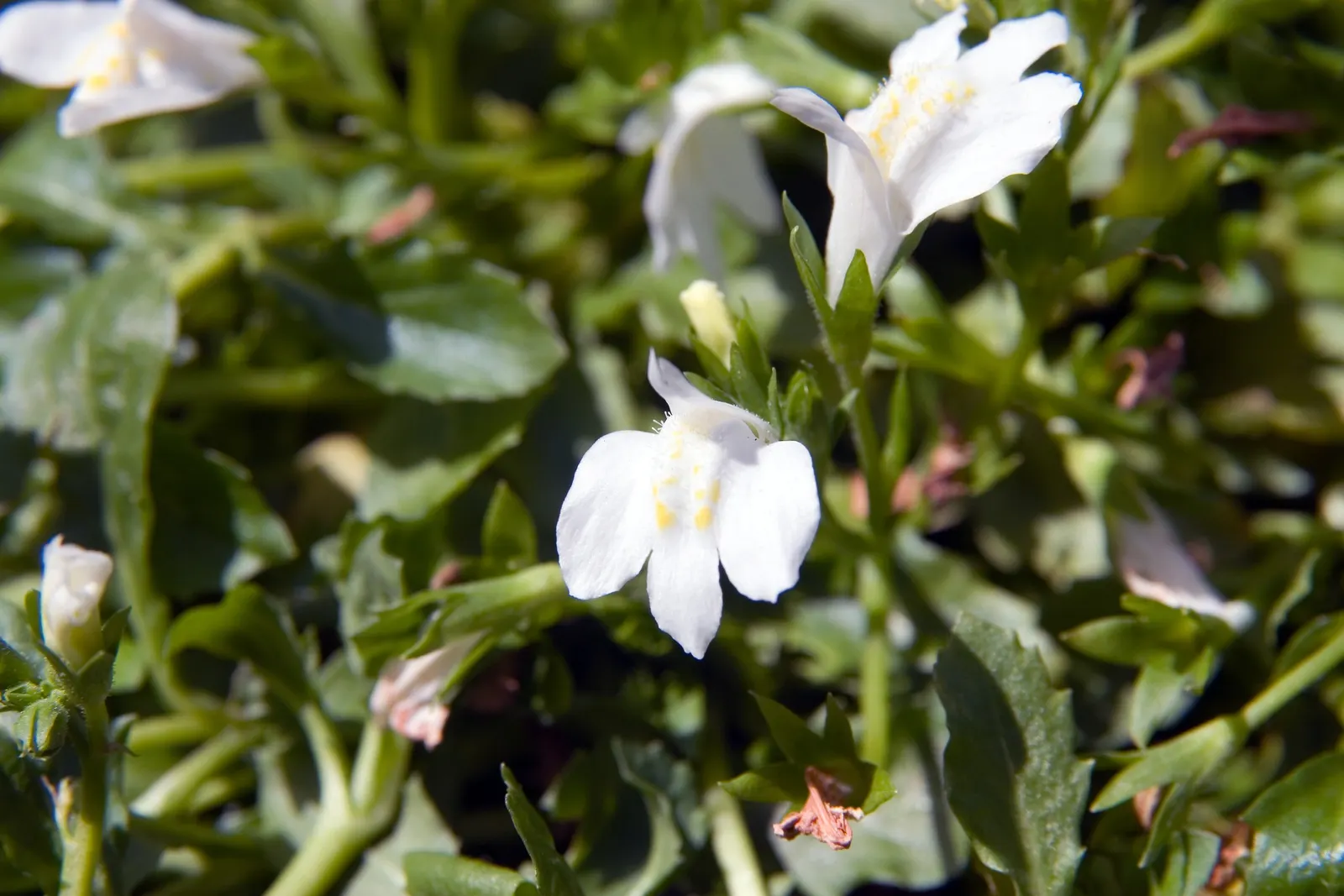 Mazus (Mazus Reptans) — From late spring to early summer