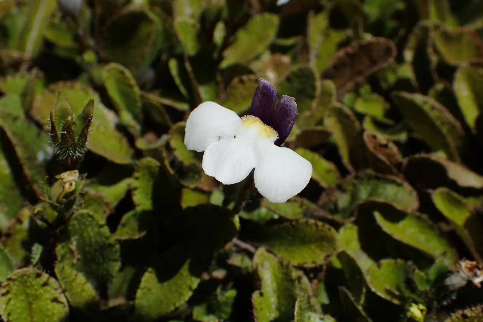 Mazus (Mazus Reptans) — lance-shaped leaves that create a dense; well-draining soil and can flourish in full sun to partial shade