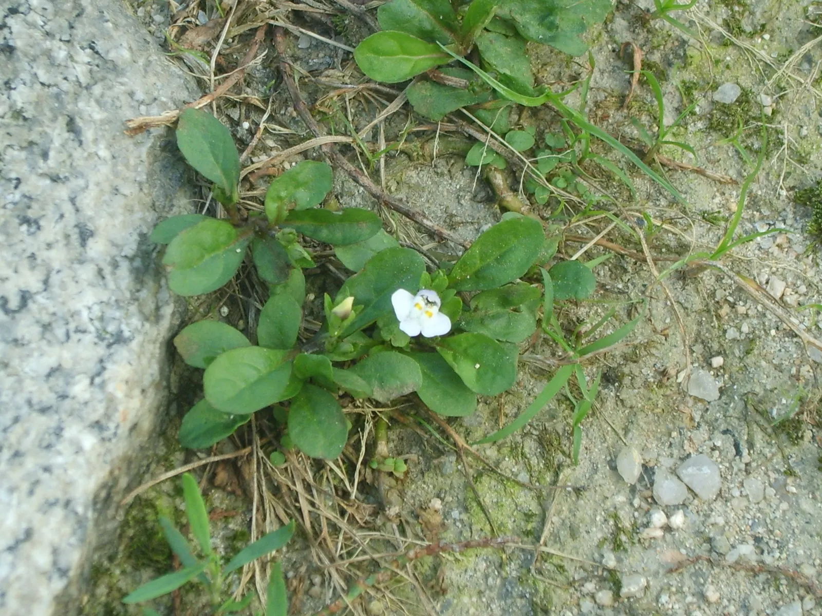 Mazus (Mazus Reptans) — This ground cover plant is characterized by its mat-forming habit
