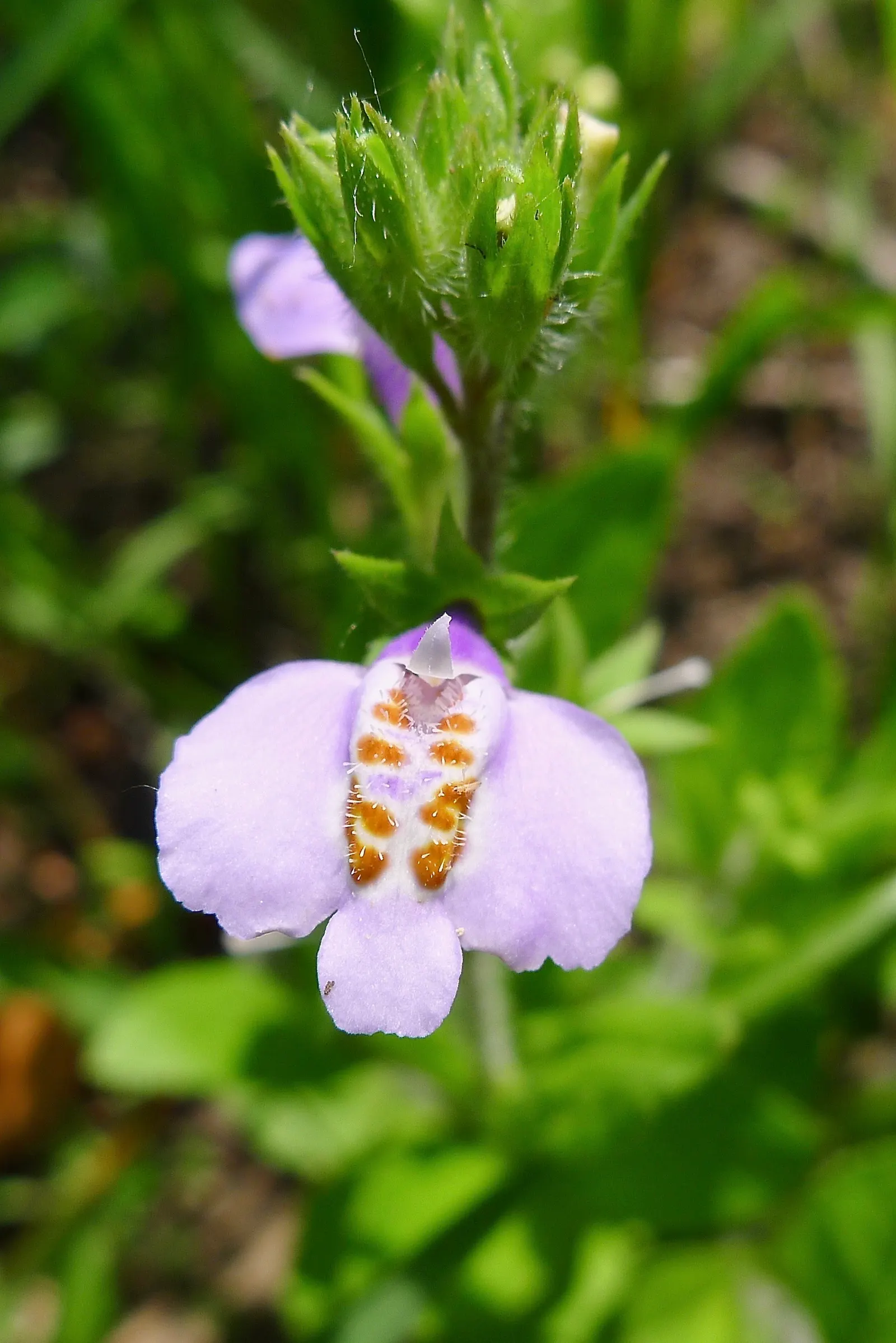 Mazus (Mazus Reptans) — This plant tolerates occasional foot traffic; blue and purple flowers in the garden